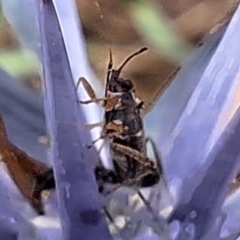 Lygaeidae (family) (Seed bug) at Budjan Galindji (Franklin Grassland) Reserve - 11 Dec 2023 by JenniM