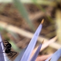 Lygaeidae (family) at Franklin Grassland (FRA_5) - 11 Dec 2023 11:57 AM