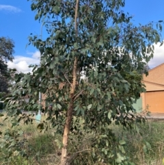 Eucalyptus ovata var. ovata (Black Gum) at Belconnen, ACT - 21 Dec 2023 by JohnGiacon