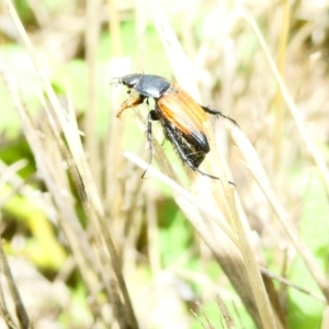 Phyllotocus navicularis at Flea Bog Flat to Emu Creek Corridor - 21 Dec 2023