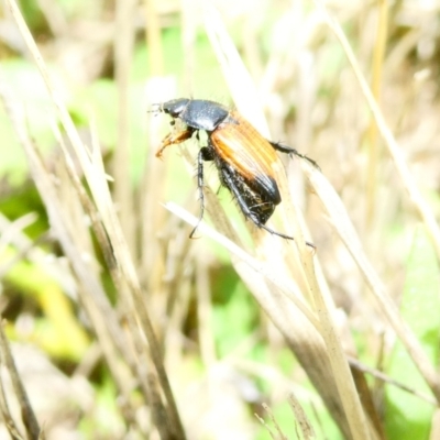 Phyllotocus navicularis (Nectar scarab) at Flea Bog Flat to Emu Creek Corridor - 21 Dec 2023 by JohnGiacon