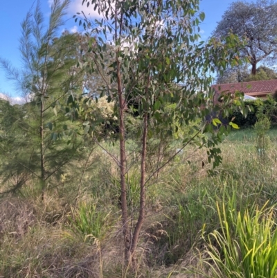 Eucalyptus macrorhyncha subsp. macrorhyncha (Red Stringybark) at Flea Bog Flat to Emu Creek Corridor - 21 Dec 2023 by JohnGiacon