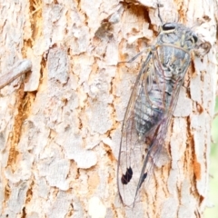 Galanga labeculata (Double-spotted cicada) at Belconnen, ACT - 21 Dec 2023 by JohnGiacon
