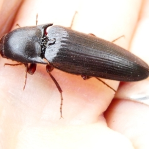 Elateridae sp. (family) at Flea Bog Flat to Emu Creek Corridor - 21 Dec 2023