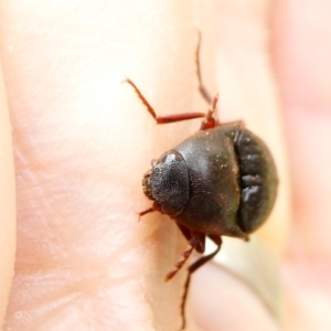 Elateridae sp. (family) at Flea Bog Flat to Emu Creek Corridor - 21 Dec 2023