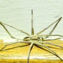 Argoctenus sp. (genus) (Wandering ghost spider) at Emu Creek - 19 Dec 2023 by JohnGiacon