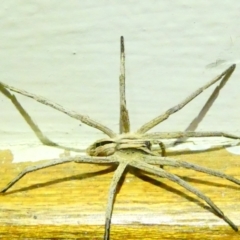 Argoctenus sp. (genus) (Wandering ghost spider) at Flea Bog Flat to Emu Creek Corridor - 19 Dec 2023 by JohnGiacon