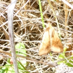 Helicoverpa (genus) (A bollworm) at Flea Bog Flat to Emu Creek Corridor - 18 Dec 2023 by JohnGiacon