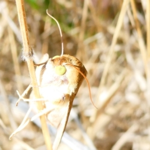 Helicoverpa (genus) at Emu Creek - 19 Dec 2023