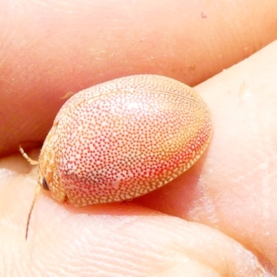 Paropsis atomaria (Eucalyptus leaf beetle) at Emu Creek - 18 Dec 2023 by JohnGiacon