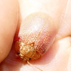 Paropsis atomaria at Flea Bog Flat to Emu Creek Corridor - 19 Dec 2023