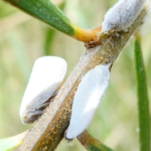 Anzora unicolor at Flea Bog Flat to Emu Creek Corridor - 19 Dec 2023