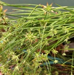 Juncus sp. (A Rush) at Belconnen, ACT - 20 Dec 2023 by JohnGiacon