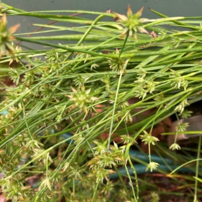 Juncus (genus) (A Rush) at Emu Creek Belconnen (ECB) - 20 Dec 2023 by JohnGiacon
