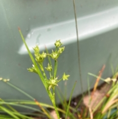 Juncus sp. at Emu Creek Belconnen (ECB) - 20 Dec 2023 02:35 PM