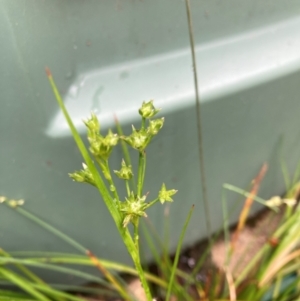 Juncus sp. at Emu Creek Belconnen (ECB) - 20 Dec 2023