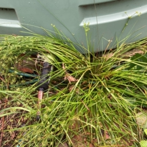 Juncus sp. at Emu Creek Belconnen (ECB) - 20 Dec 2023