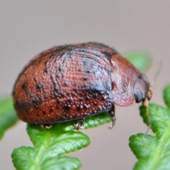 Trachymela sp. (genus) (Brown button beetle) at Rugosa - 21 Dec 2023 by SenexRugosus