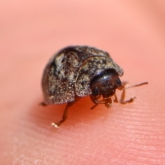 Trachymela sp. (genus) at Rugosa - 21 Dec 2023