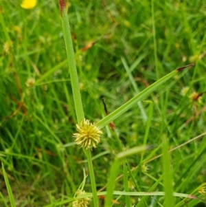 Cyperus sphaeroideus at Rugosa - 21 Dec 2023 12:38 PM