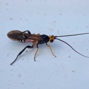 Braconidae (family) at Coombs, ACT - 21 Dec 2023 09:43 AM