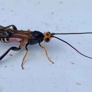 Braconidae (family) at Coombs, ACT - 21 Dec 2023 09:43 AM