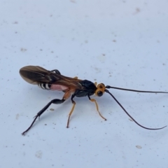 Braconidae (family) at Coombs, ACT - 21 Dec 2023 09:43 AM