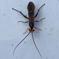 Braconidae (family) at Coombs, ACT - 21 Dec 2023 09:43 AM