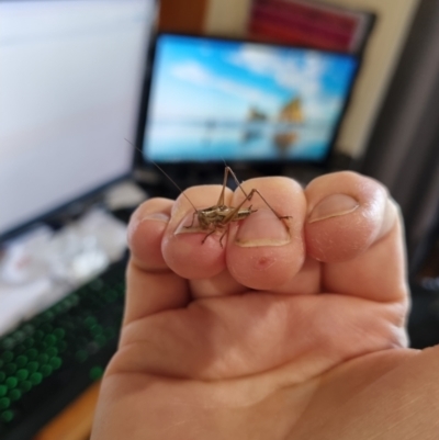 Conocephalus upoluensis (Meadow Katydid) at QPRC LGA - 20 Dec 2023 by Shairlyn