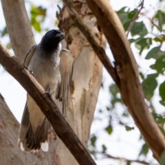 Coracina novaehollandiae (Black-faced Cuckooshrike) at Higgins, ACT - 1 Dec 2023 by Untidy