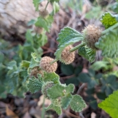 Marrubium vulgare (Horehound) at Tuggeranong, ACT - 21 Dec 2023 by HelenCross