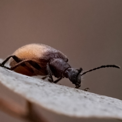 Ecnolagria grandis (Honeybrown beetle) at Cantor Crescent Woodland, Higgins - 1 Dec 2023 by Untidy