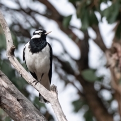 Grallina cyanoleuca (Magpie-lark) at Cantor Crescent Woodland, Higgins - 2 Dec 2023 by Untidy