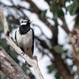 Grallina cyanoleuca at Cantor Crescent Woodland, Higgins - 2 Dec 2023 09:00 AM