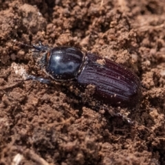 Semanopterus subcostatus (Scarab beetle) at Higgins, ACT - 2 Dec 2023 by Untidy