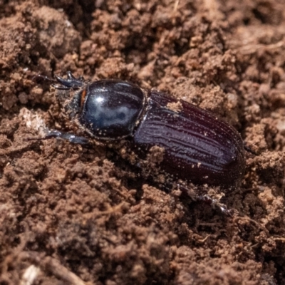 Semanopterus subcostatus (Scarab beetle) at Cantor Crescent Woodland, Higgins - 2 Dec 2023 by Untidy