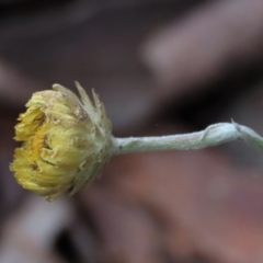 Coronidium monticola (Mountain Button Everlasting) at Tinderry Mountains - 20 May 2023 by AndyRoo