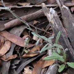 Coronidium monticola at Tinderry Mountains - 20 May 2023