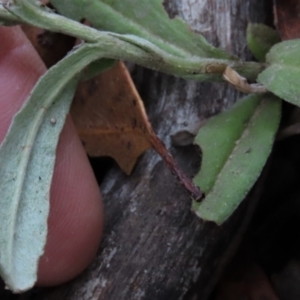 Coronidium monticola at Tinderry Mountains - 20 May 2023