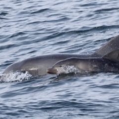 Tursiops truncatus (Bottlenose Dolphin) at Ben Boyd National Park - 18 Dec 2023 by JimL