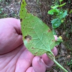 Goodenia ovata (Hop Goodenia) at Nadgee Nature Reserve - 19 Dec 2023 by JimL