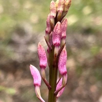 Dipodium roseum (Rosy Hyacinth Orchid) at Nadgee State Forest - 19 Dec 2023 by JimL