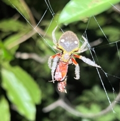 Unidentified Spider (Araneae) at Green Cape, NSW - 18 Dec 2023 by JimL