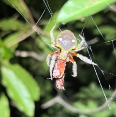 Unverified Spider at Green Cape, NSW - 18 Dec 2023 by JimL