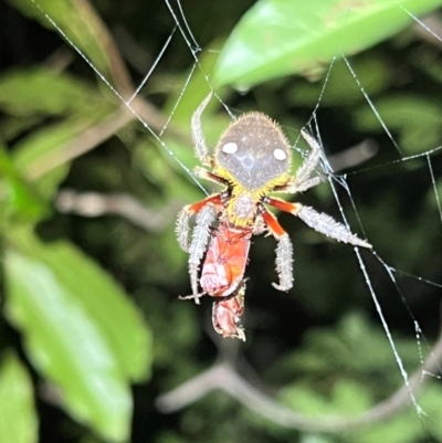 Unidentified Spider (Araneae) at Green Cape, NSW - 18 Dec 2023 by JimL