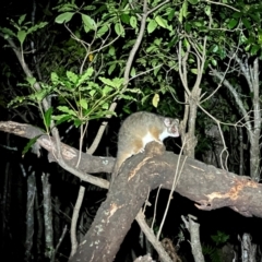 Pseudocheirus peregrinus (Common Ringtail Possum) at Ben Boyd National Park - 18 Dec 2023 by JimL