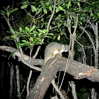 Pseudocheirus peregrinus (Common Ringtail Possum) at Ben Boyd National Park - 18 Dec 2023 by JimL