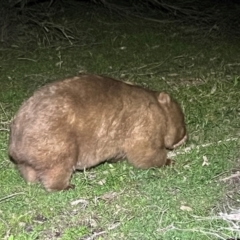 Vombatus ursinus (Common wombat, Bare-nosed Wombat) at Green Cape, NSW - 18 Dec 2023 by JimL
