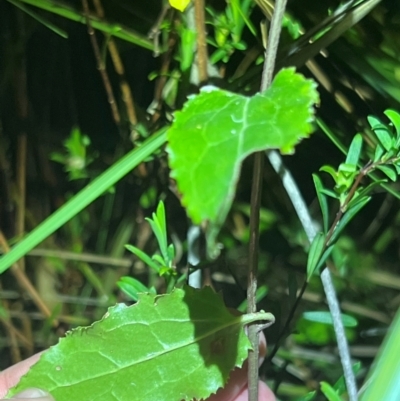 Goodenia ovata (Hop Goodenia) at Ben Boyd National Park - 18 Dec 2023 by JimL