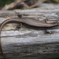 Eulamprus heatwolei (Yellow-bellied Water Skink) at Nadgee Nature Reserve - 21 Dec 2023 by JimL